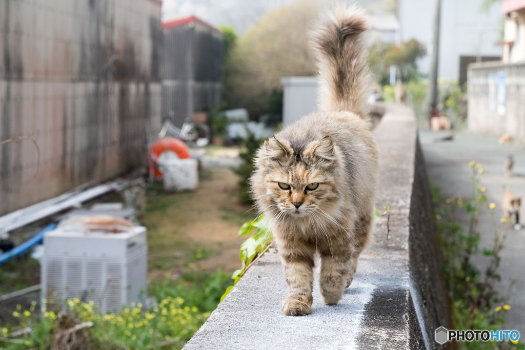 シッポぴん