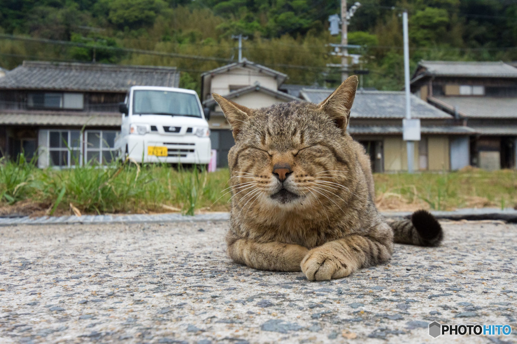 雨が降りそうニャンだよね。匂いでわかるんだよニャ。