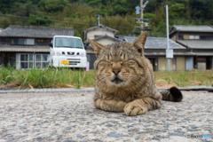 雨が降りそうニャンだよね。匂いでわかるんだよニャ。