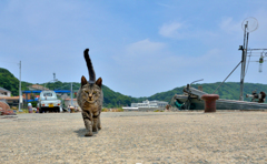 ニャン次郎さん、今日もシブイね