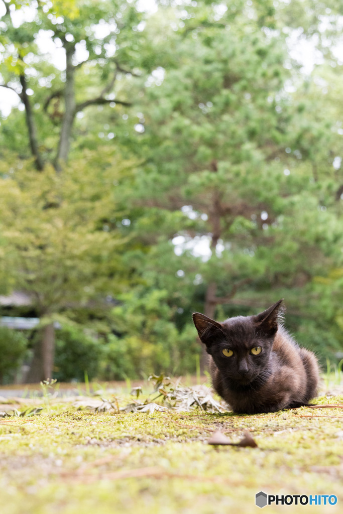 お寺のネコさん（3）