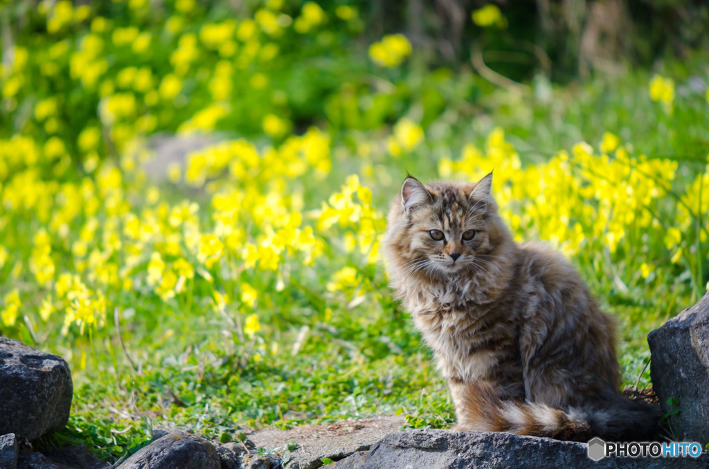 お花畑のししまる君
