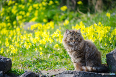 お花畑のししまる君