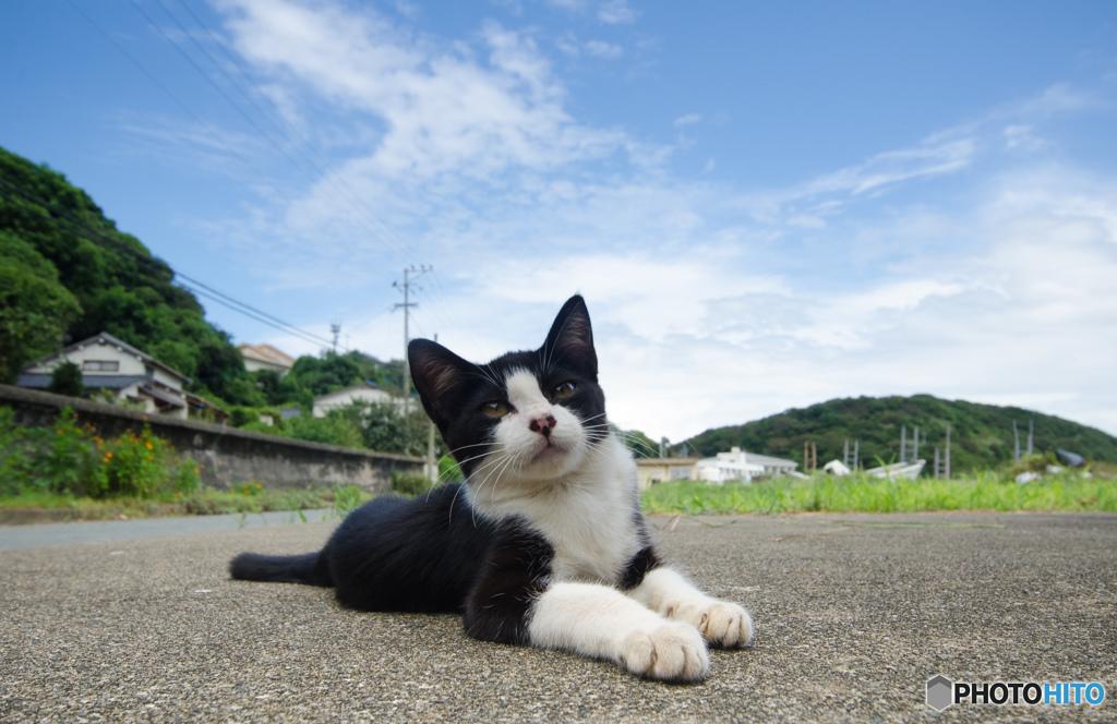 ニャンコ心と秋の空