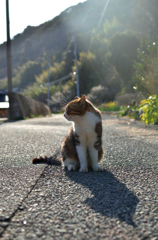 ふんわり光の下で
