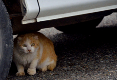 警戒中のスコちゃん