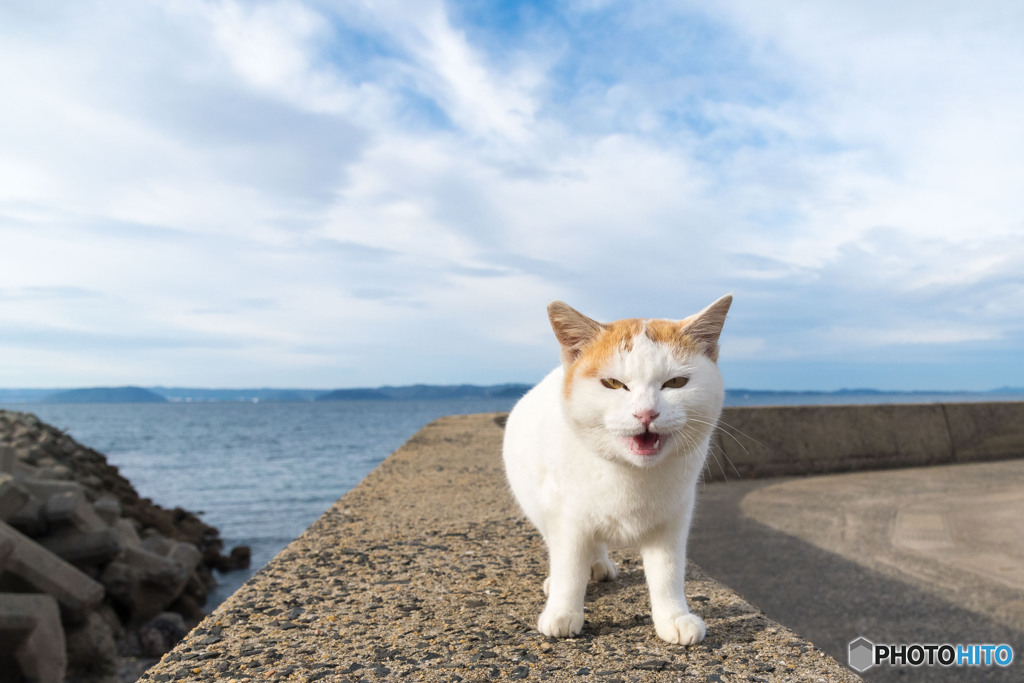 午後からお天気大荒れニャんですよ