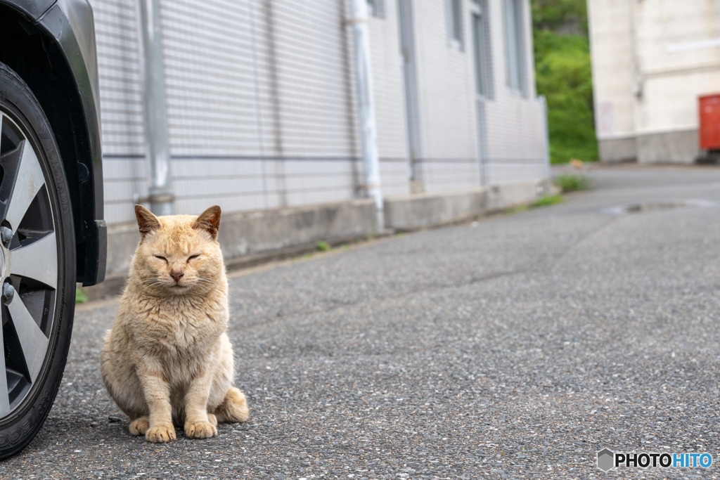 こんにちはネコさん