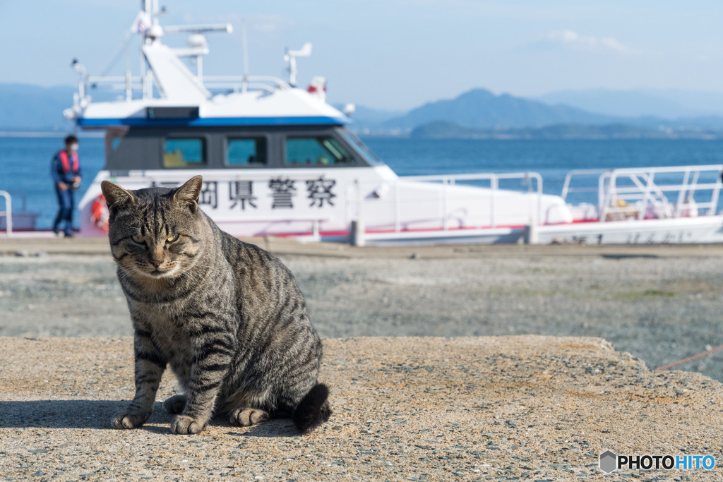 キジネコ刑事