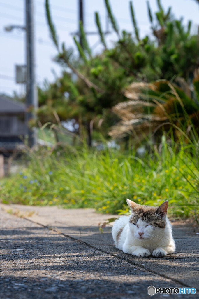 日陰でおやすみ