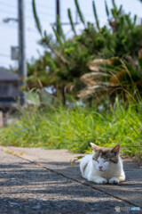 日陰でおやすみ