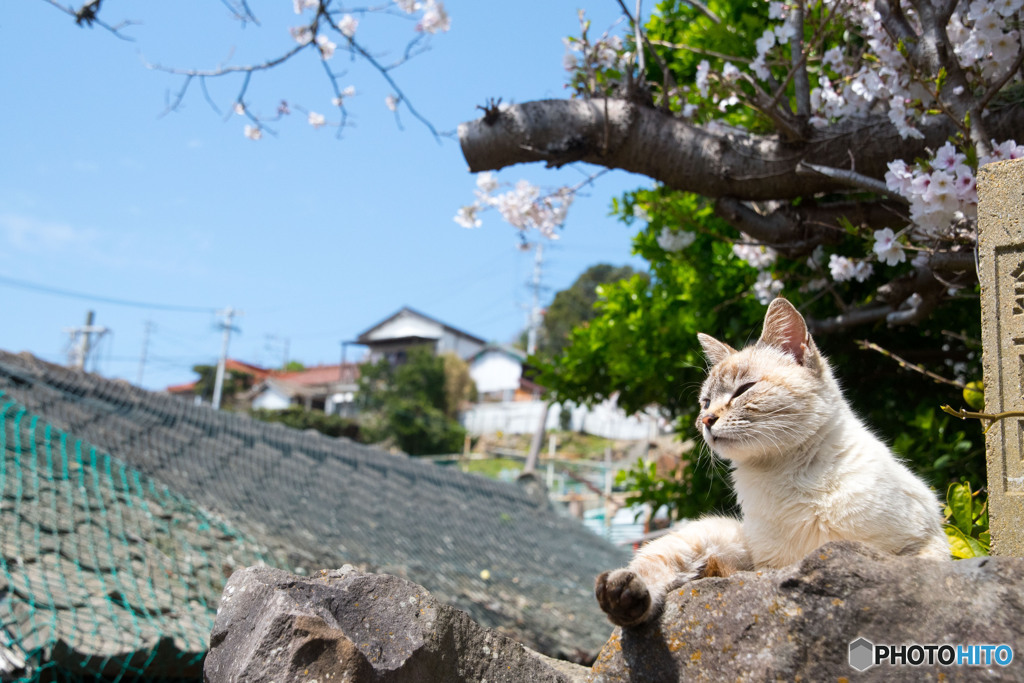 いい心地ニャんです