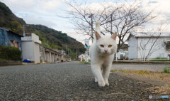パトロールするシロちゃん