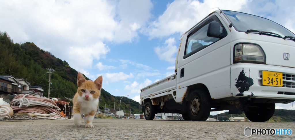 お散歩中にゃんだよ