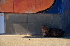 日陰で休憩中ですよ