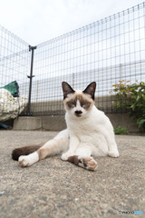 もしかして、お父ちゃん？