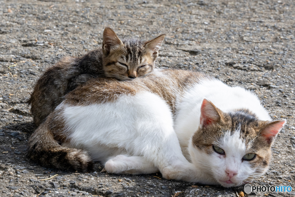 父ちゃんの背中はあったかい