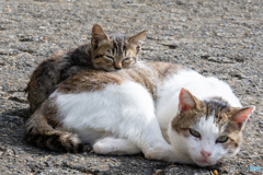 父ちゃんの背中はあったかい 父ちゃんの背中はあったかい