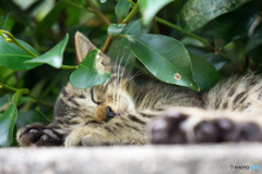 木陰でスイミン