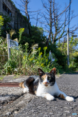 ママさん