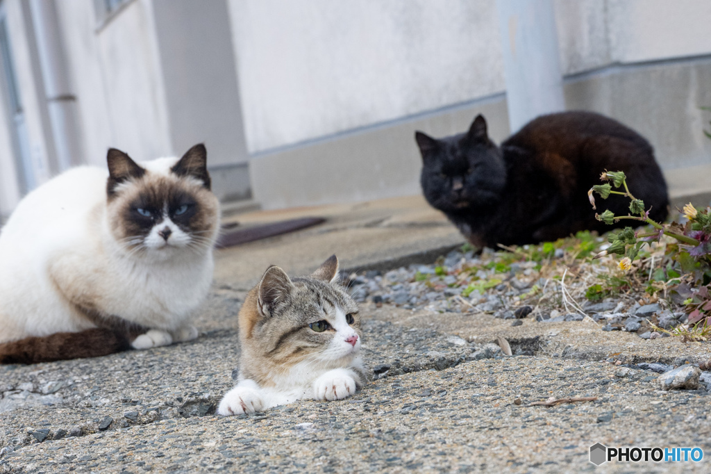 がんばるおチビ偵察隊