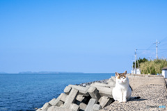 海辺のすてきネコさん（4）