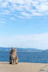 晴れてきたニャ