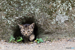穴猫出動