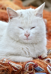 眠いの・・・・