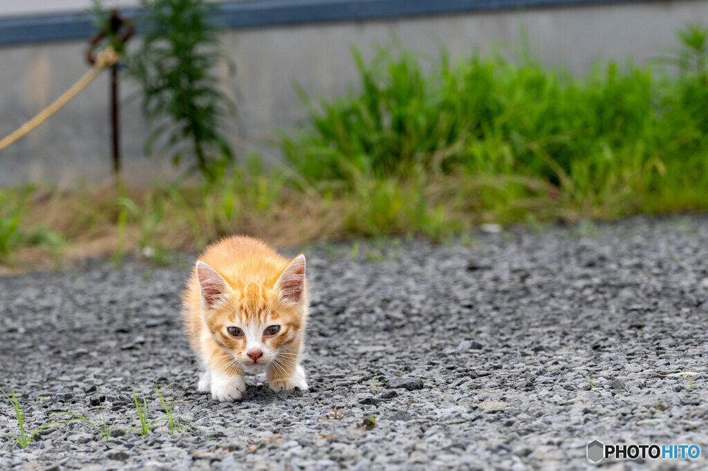 バッタが跳んだにゃ