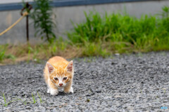 バッタが跳んだにゃ
