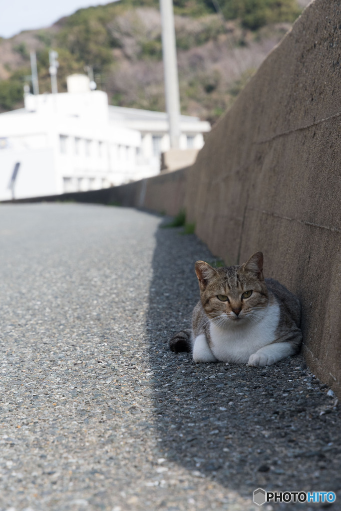 日影に。