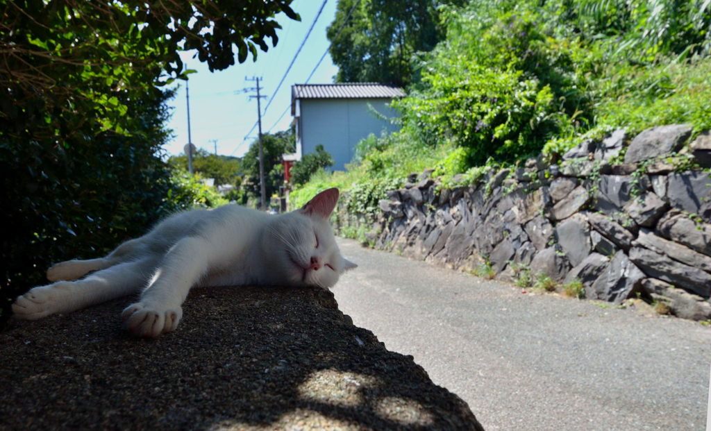 お昼寝のシロネコさん