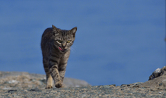 海辺をお散歩ですよ