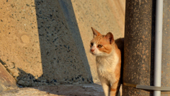 柱の影から・・・登場