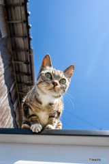 晴天にゃり