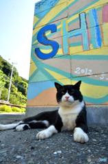 夏休みのネコさん