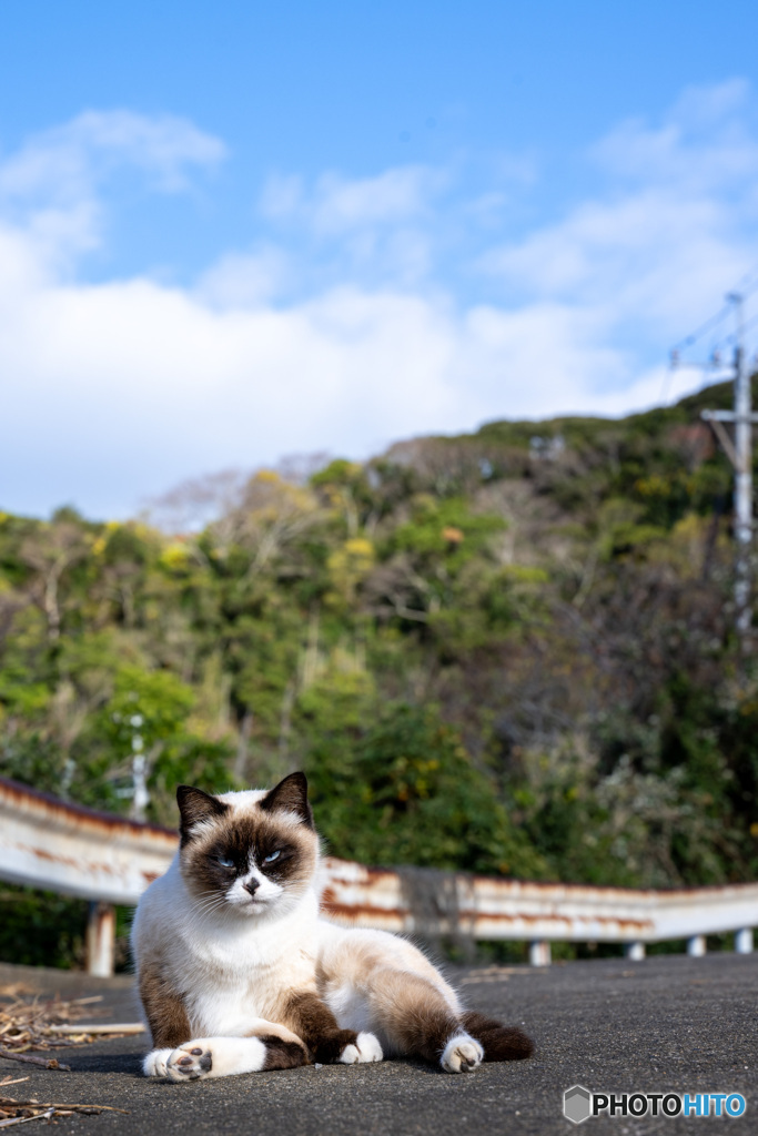 山のネコさん