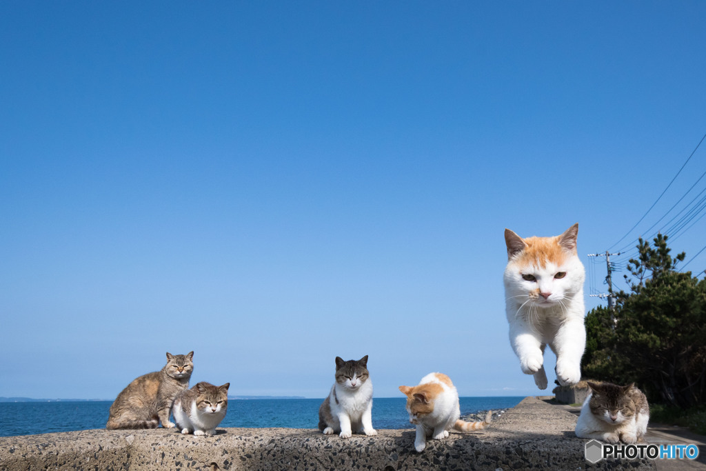 ふわりとね