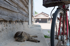暑くなってきたニャ
