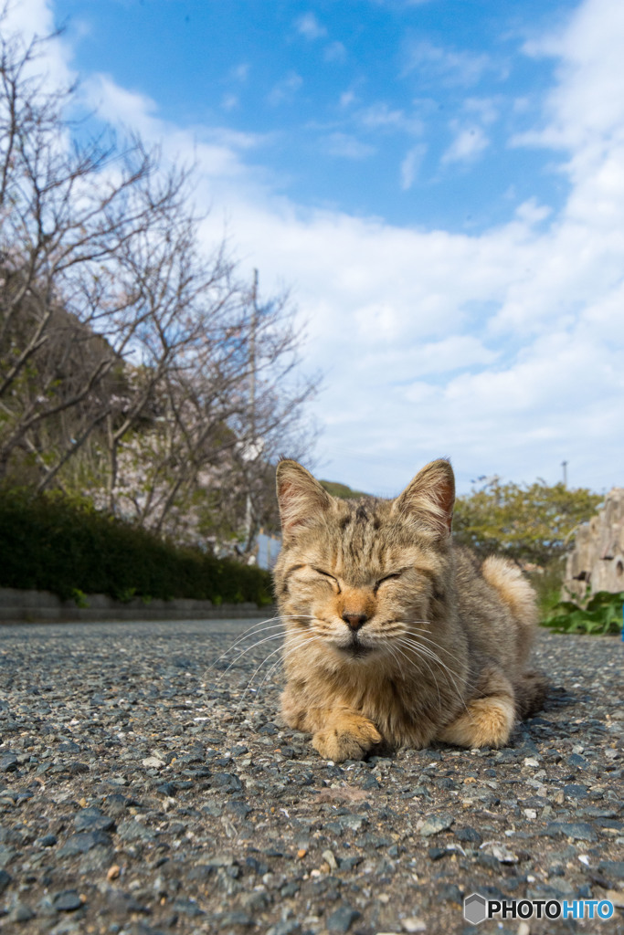 老猫つくしちゃん