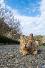 老猫つくしちゃん