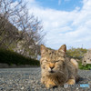老猫つくしちゃん