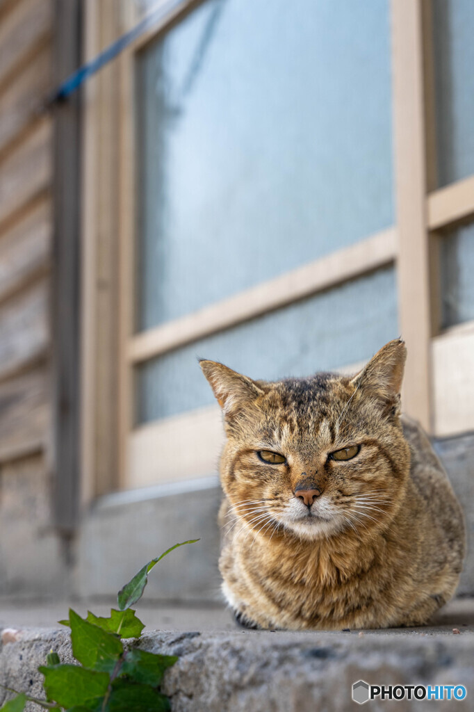 ほへ