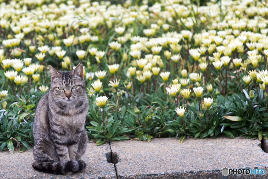 お花畑でコニャニャチハ