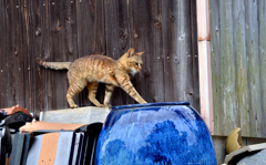 よいしょよいしょ