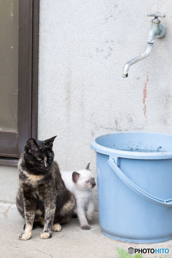 サビ母ちゃん