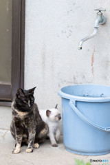サビ母ちゃん