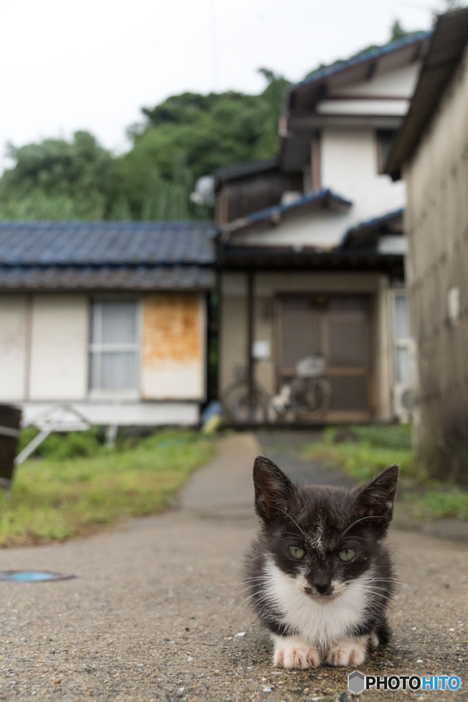 おはようだニャ（4）