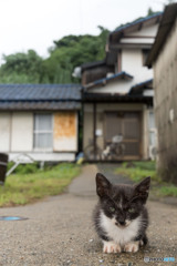 おはようだニャ（4）